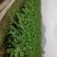 芋头，香芋，荔浦芋头