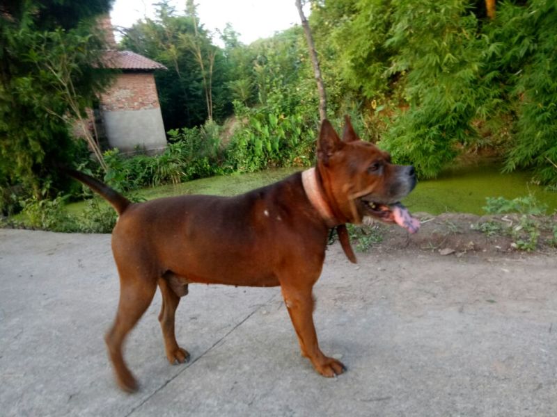 川东猎犬