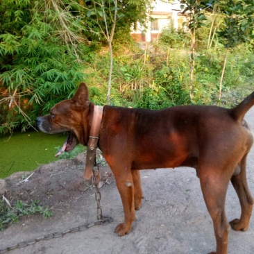 川东猎犬
