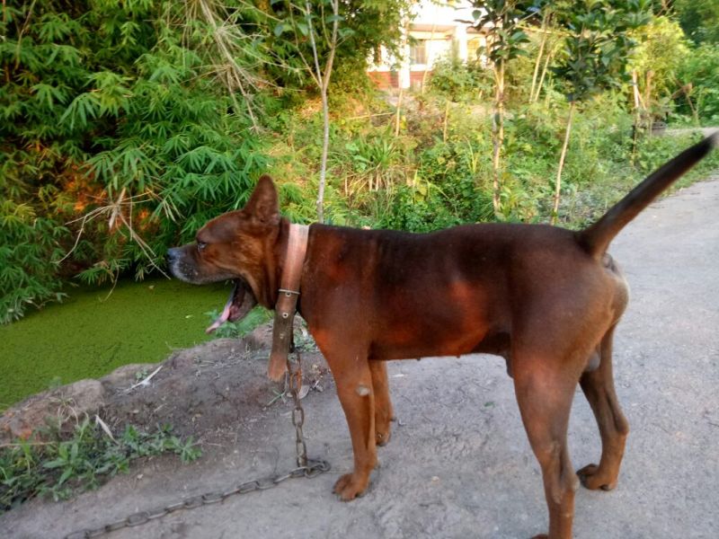 川东猎犬