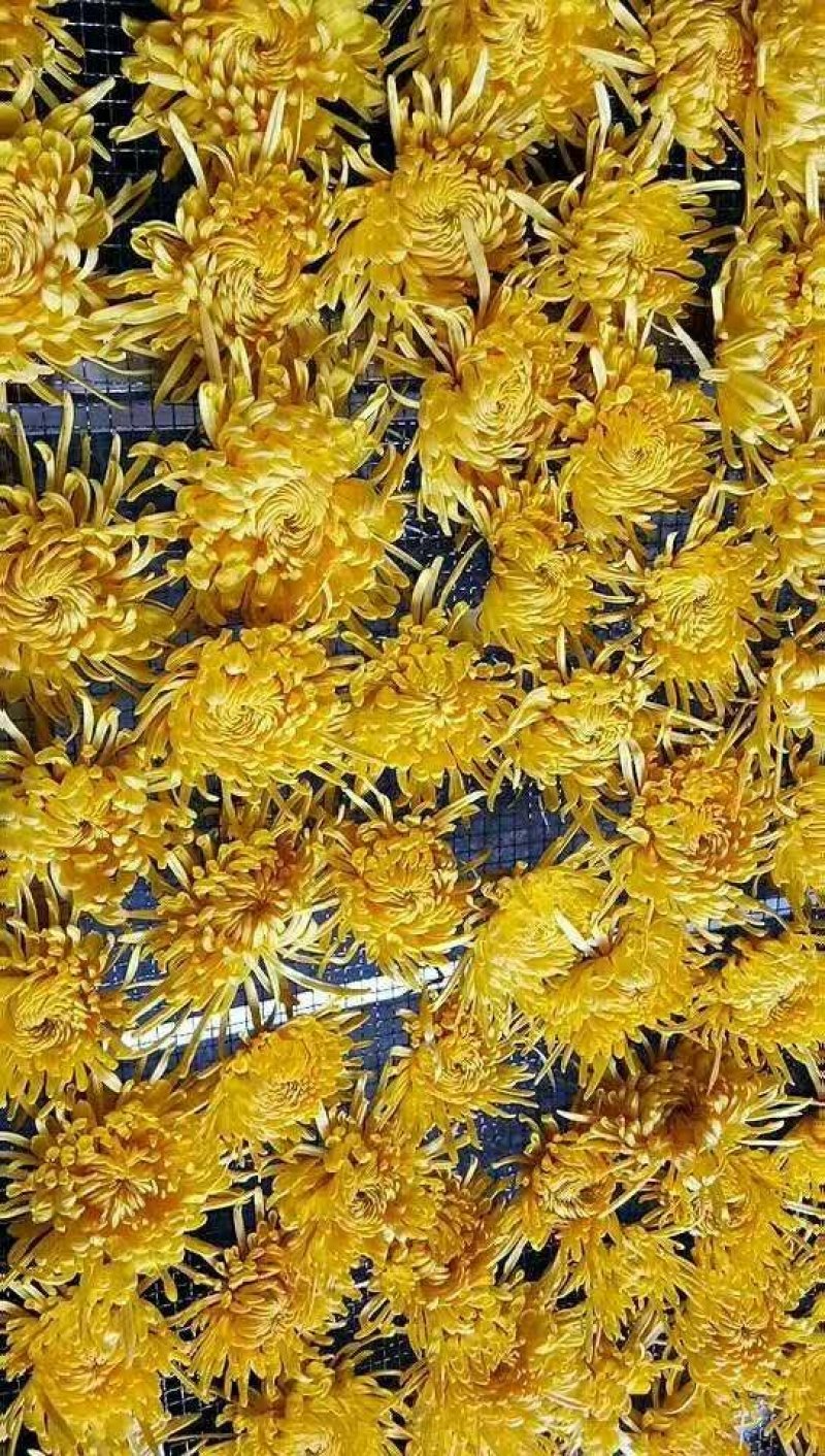 大量金丝黄菊花茶，苗，