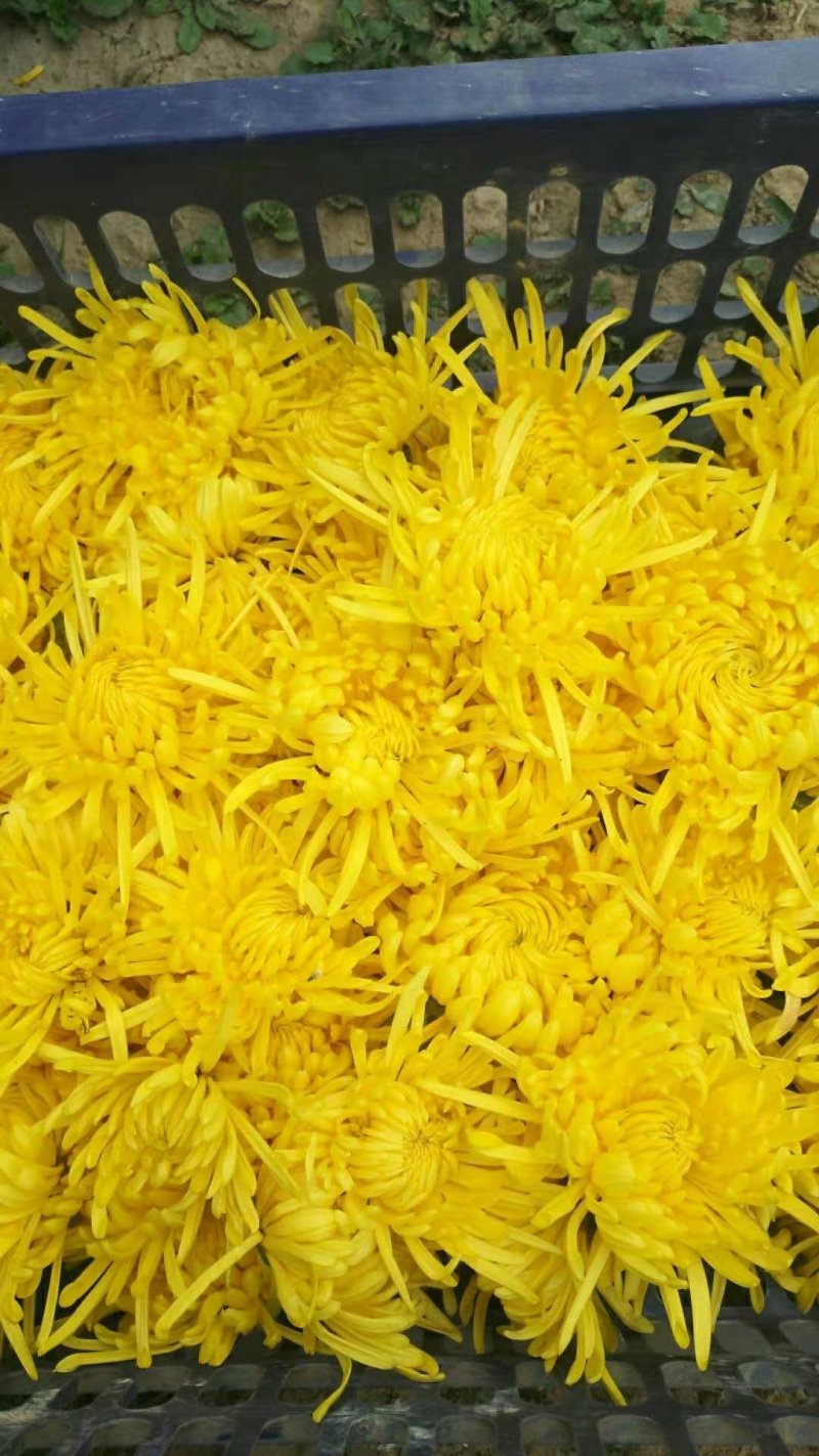 大量金丝黄菊花茶，苗，