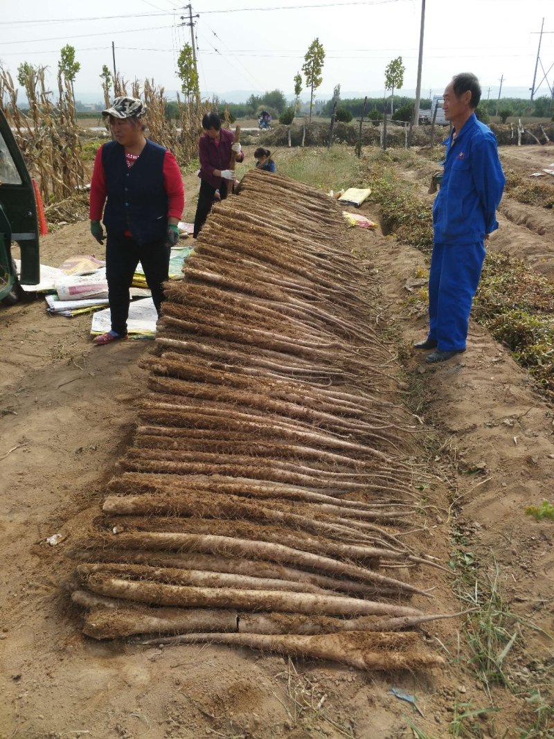 山西，沙土地，白玉山药！以质论价，诚信经营！代发全国！