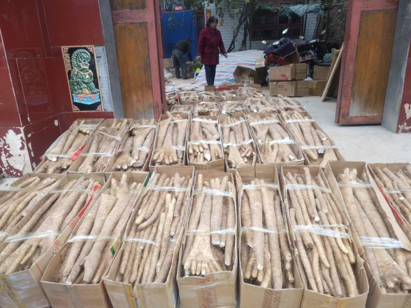山西，沙土地，白玉山药！以质论价，诚信经营！代发全国！