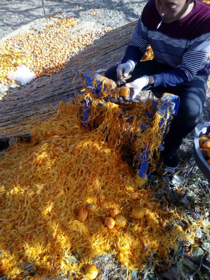 济南柿饼，2量以上，