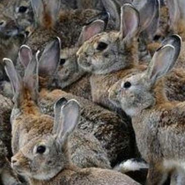 野兔种兔伊拉兔肉兔价格杂交野兔比利时兔包回收