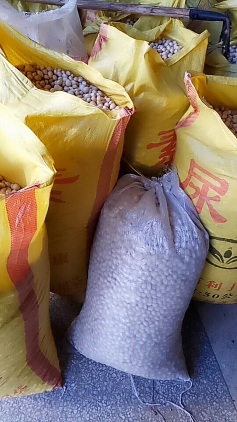 白果