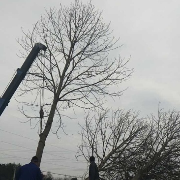 原生冠马褂木胸径20公分苗圃直销价格优惠