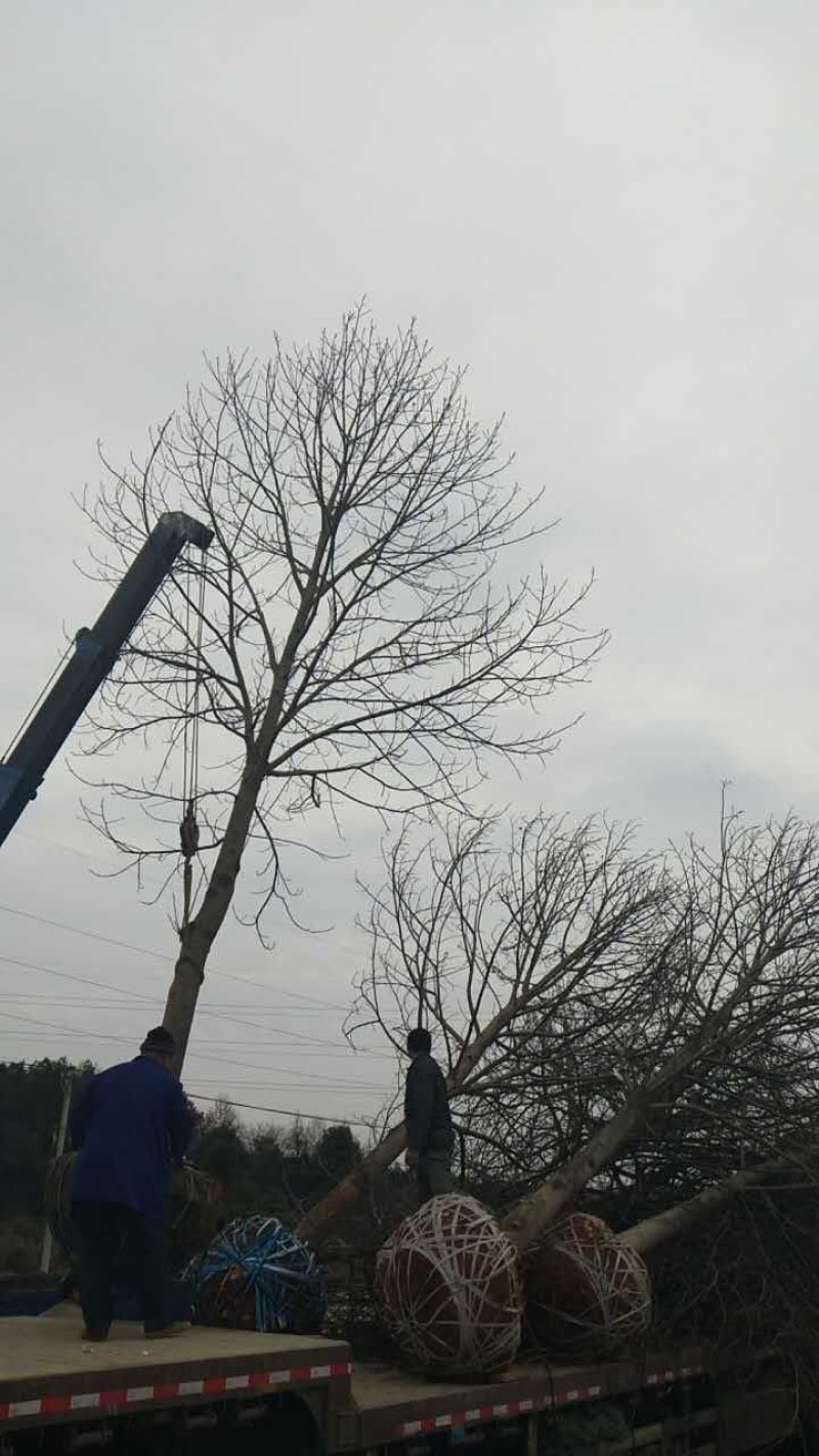 原生冠马褂木胸径20公分苗圃直销价格优惠