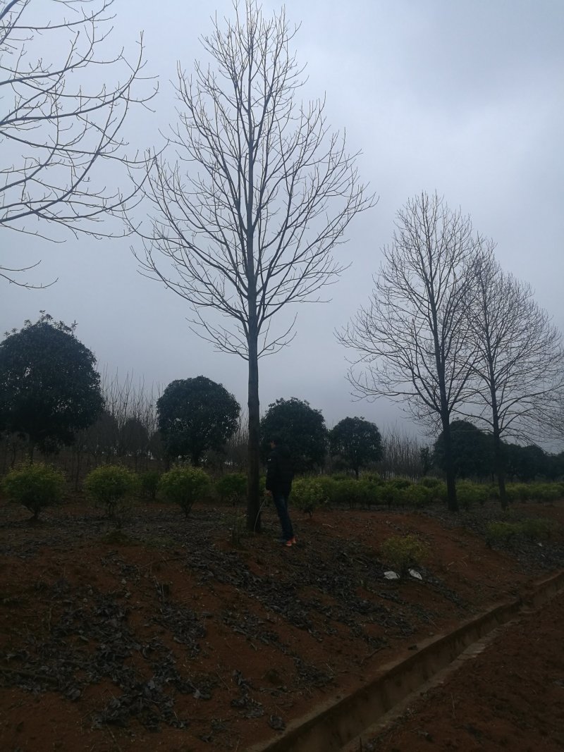 原生冠马褂木胸径20公分苗圃直销价格优惠