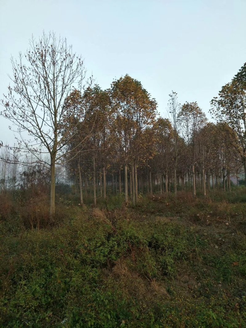 原生冠马褂木胸径20公分苗圃直销价格优惠