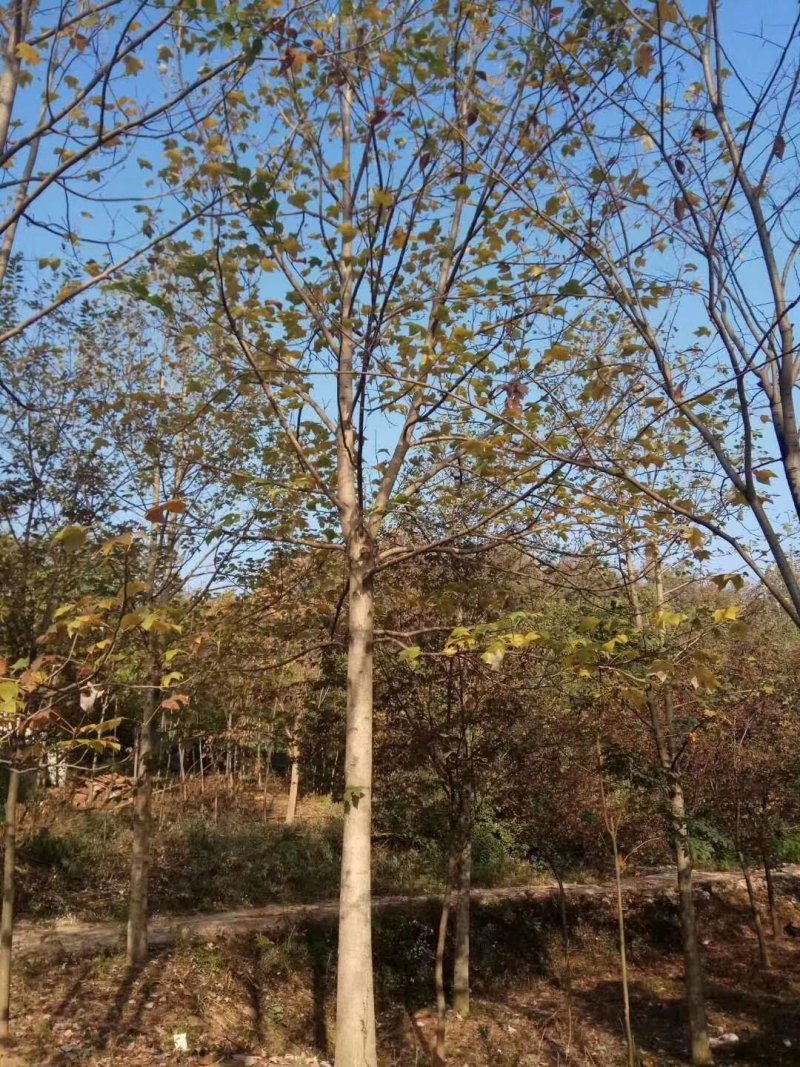 原生冠马褂木胸径20公分苗圃直销价格优惠