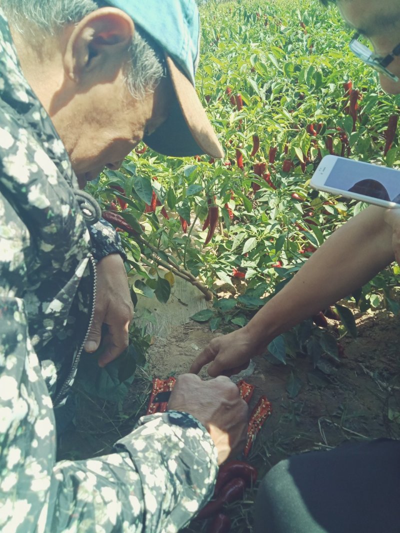 千斤红鲜辣椒通货色度好