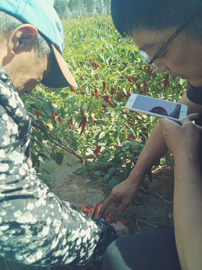 千斤红鲜辣椒通货色度好
