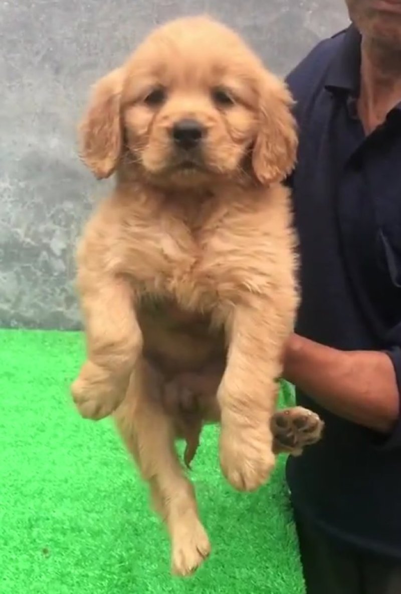纯种金毛