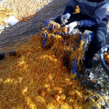 济南柿饼