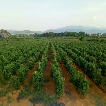 粉葛:广西平乐博园农粉葛种植基地: