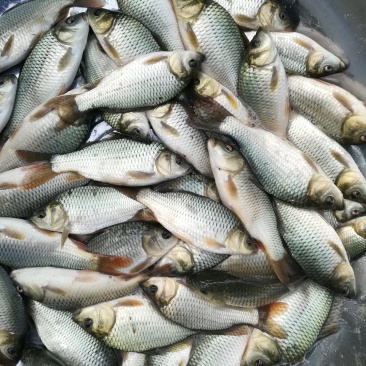 4.5两的鲤鱼苗，刘浦品种。