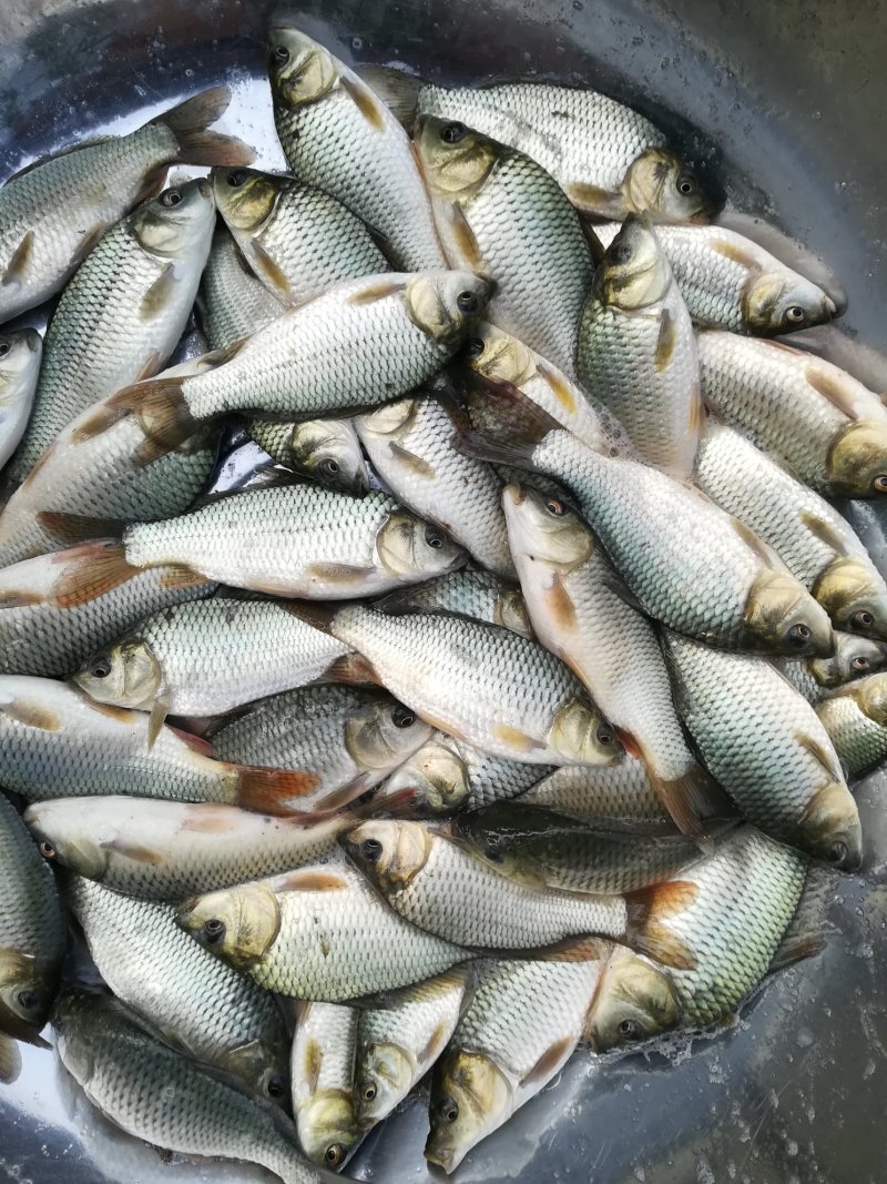 4.5两的鲤鱼苗，刘浦品种。