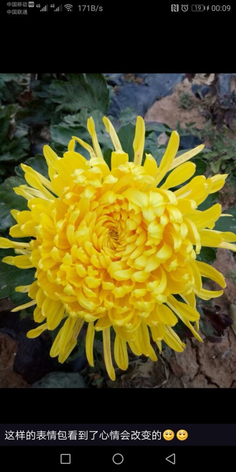 杭白菊太阳菊