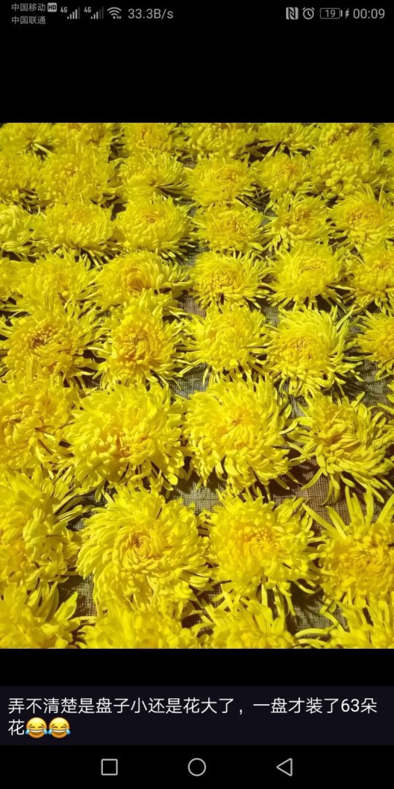 杭白菊太阳菊