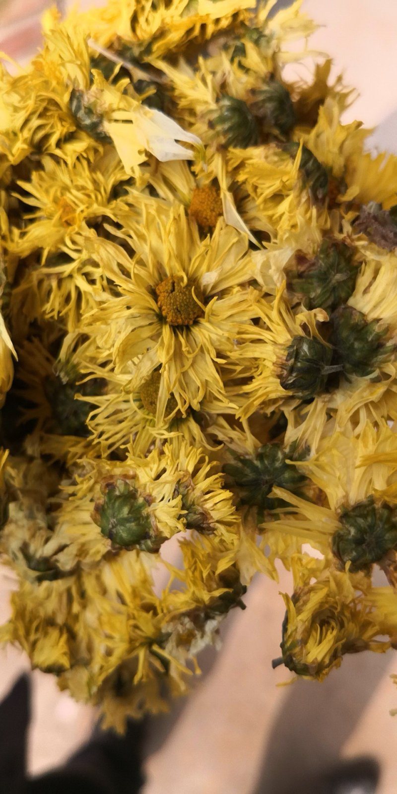 杭白菊太阳菊