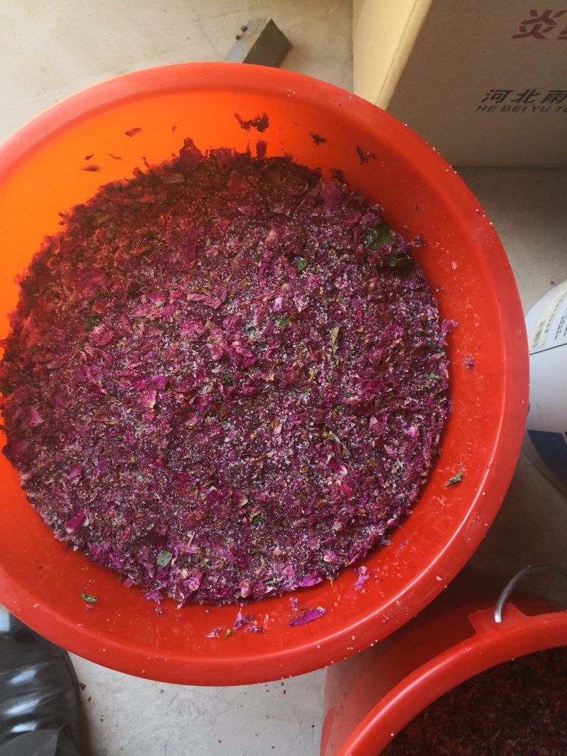 杭白菊太阳菊