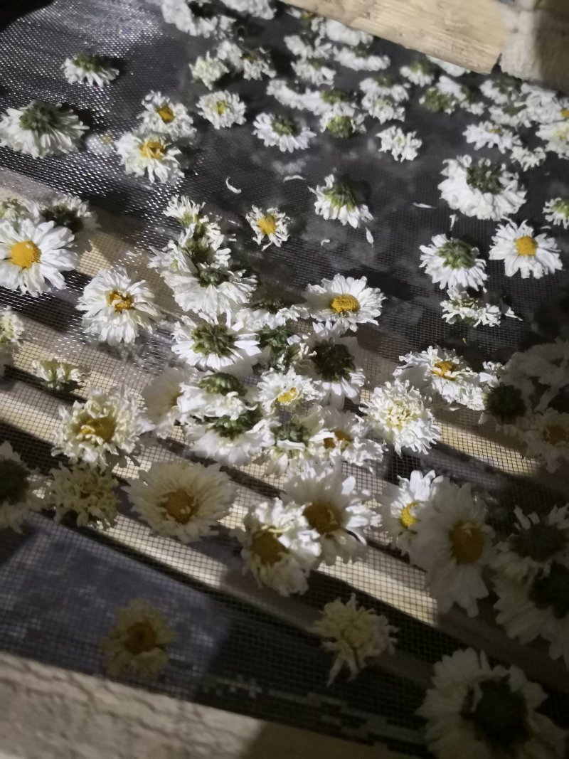 杭白菊太阳菊