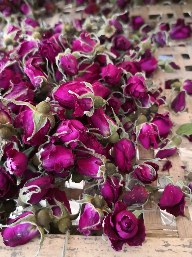 杭白菊太阳菊
