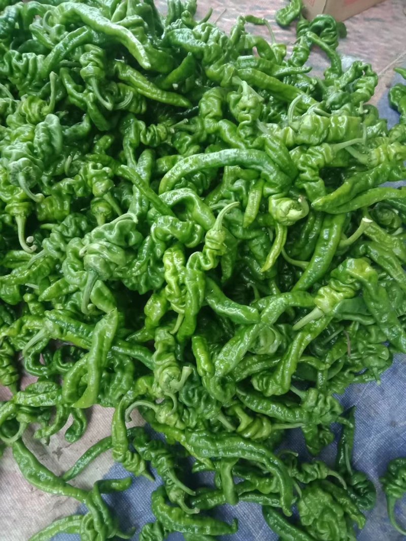 精品辣椒，螺丝椒中辣，产地直发，保质保量。