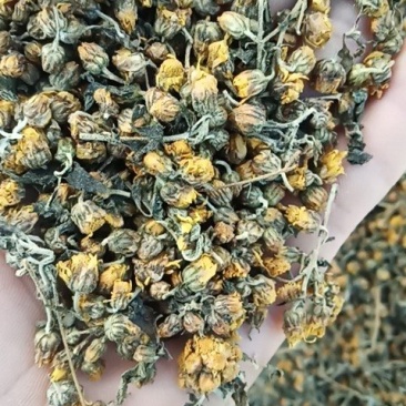 野菊花，纯天然野生