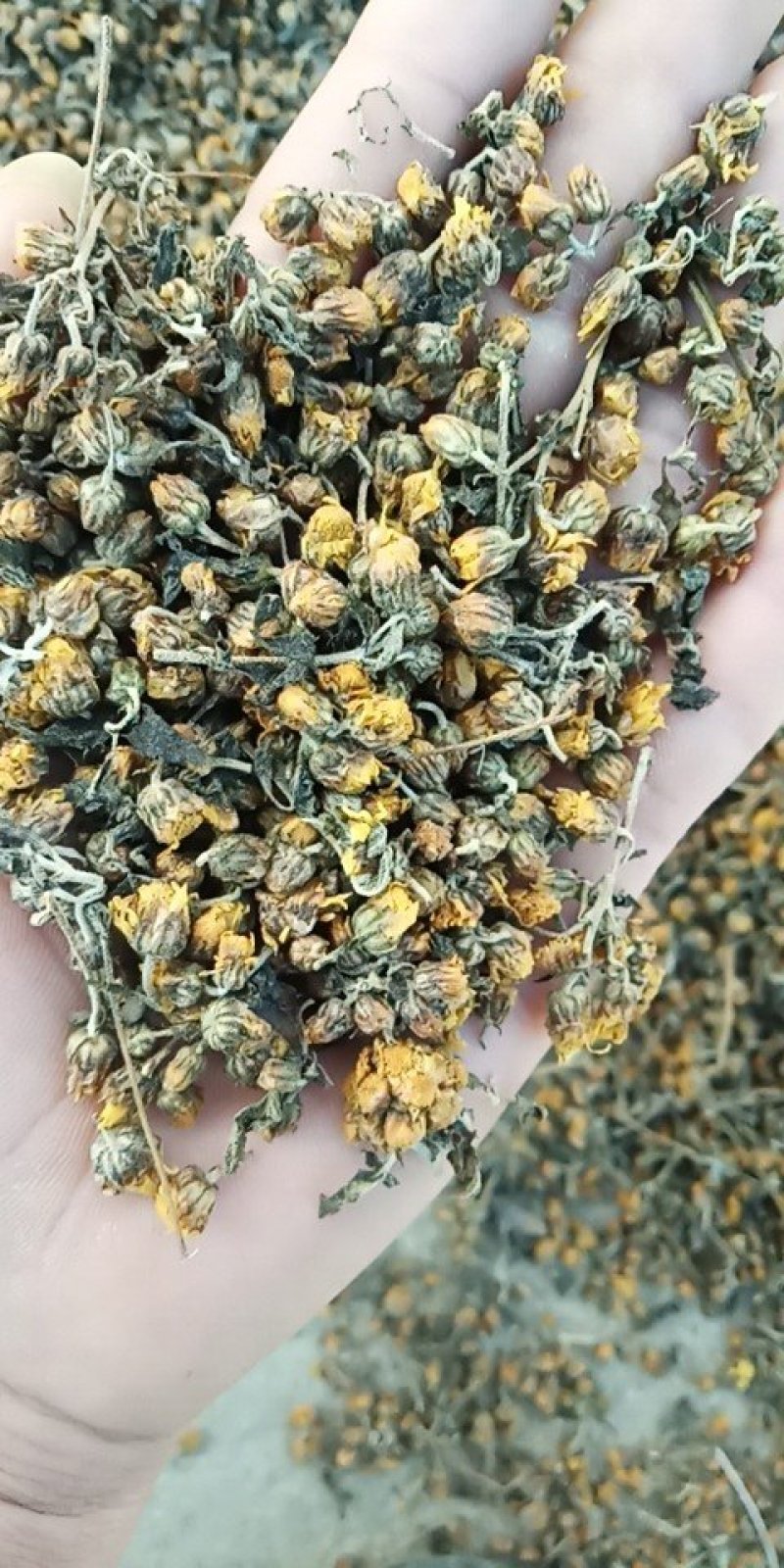 野菊花，纯天然野生