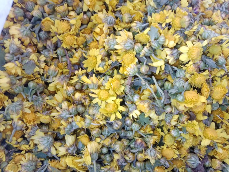 野菊花鲜货