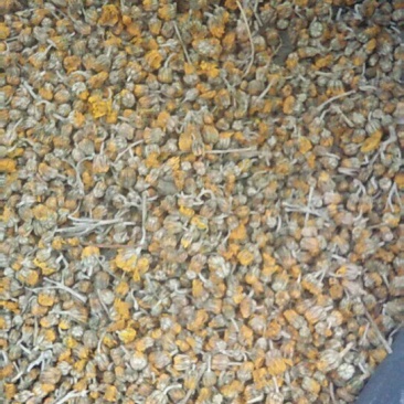 野菊花散装，纯颗粒过筛货，过三道筛好颗粒货