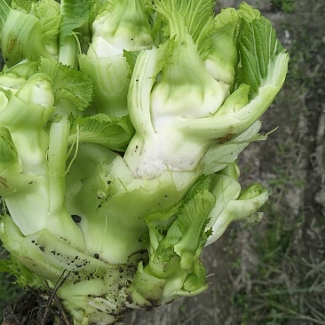 儿菜