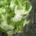 儿菜