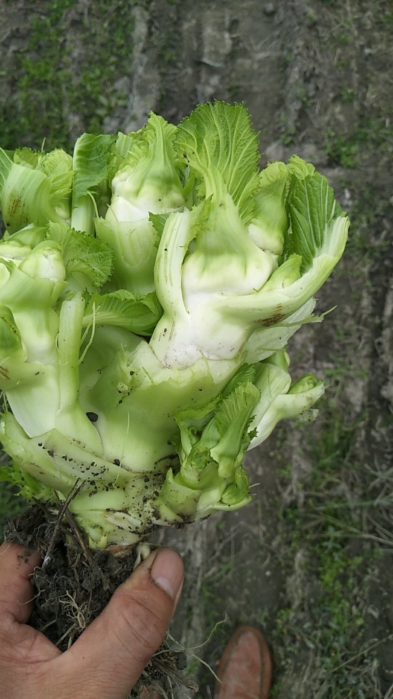 儿菜