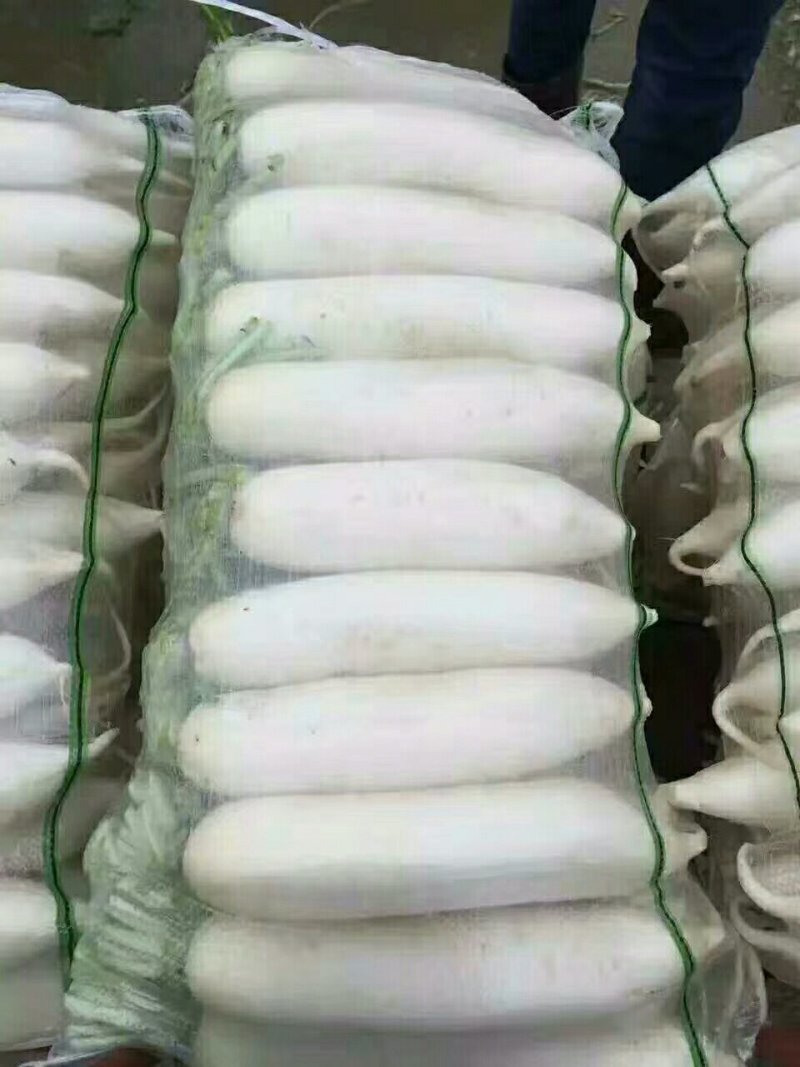 本地沙地白罗卜
