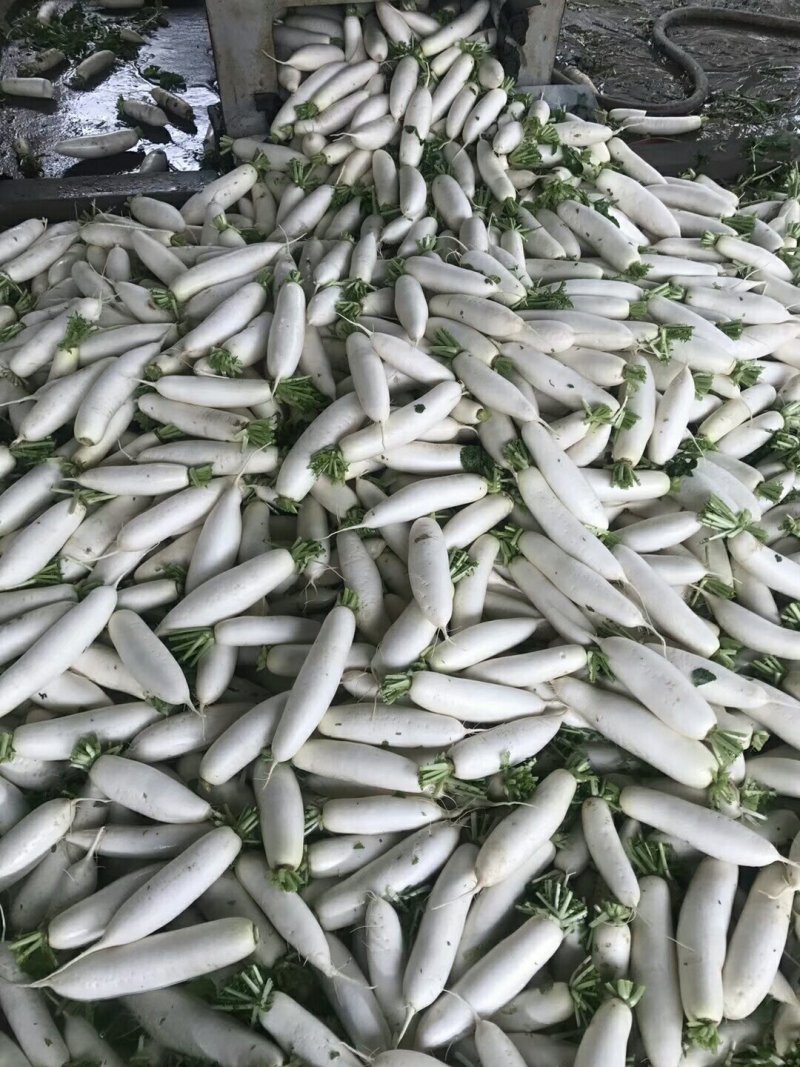 本地沙地白罗卜