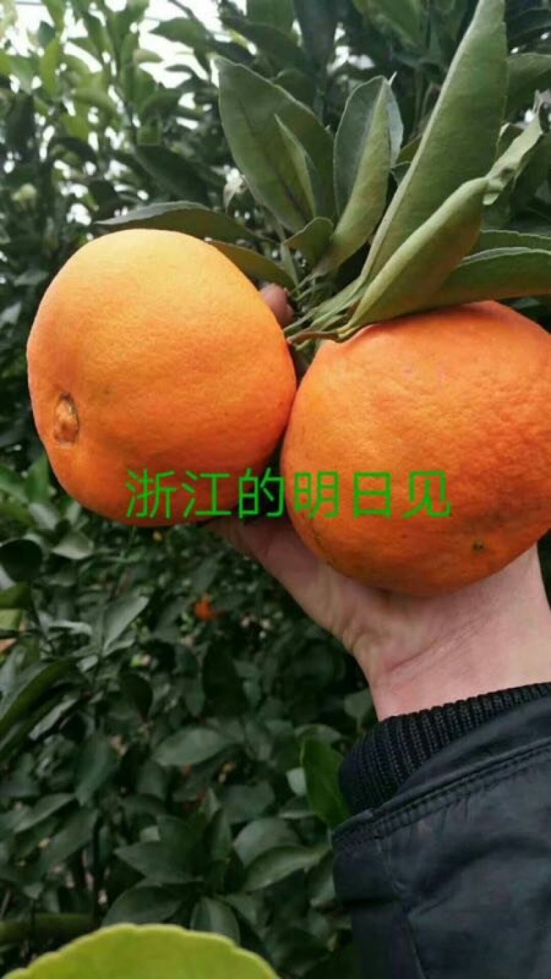 柑桔苗浙江宁波象山🍊