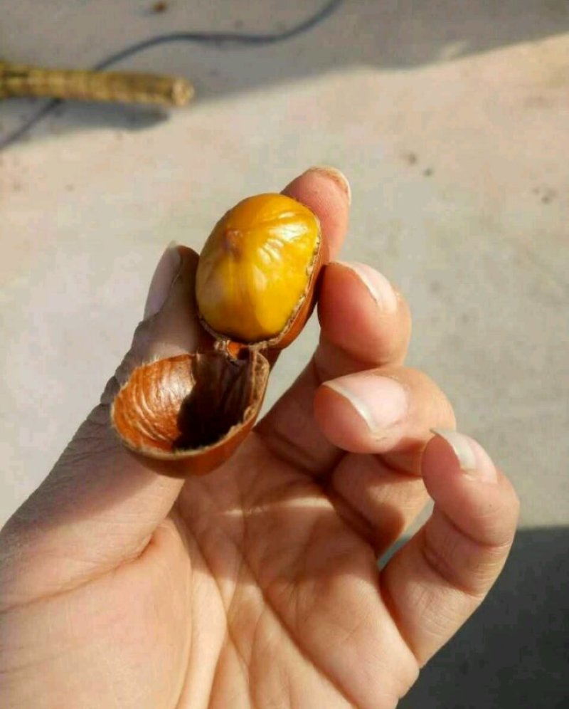 云南，山东，河南，油栗，开口炒栗，炒栗店专用一包起发货