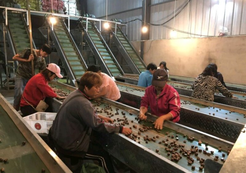 云南，山东，河南，油栗，开口炒栗，炒栗店专用一包起发货