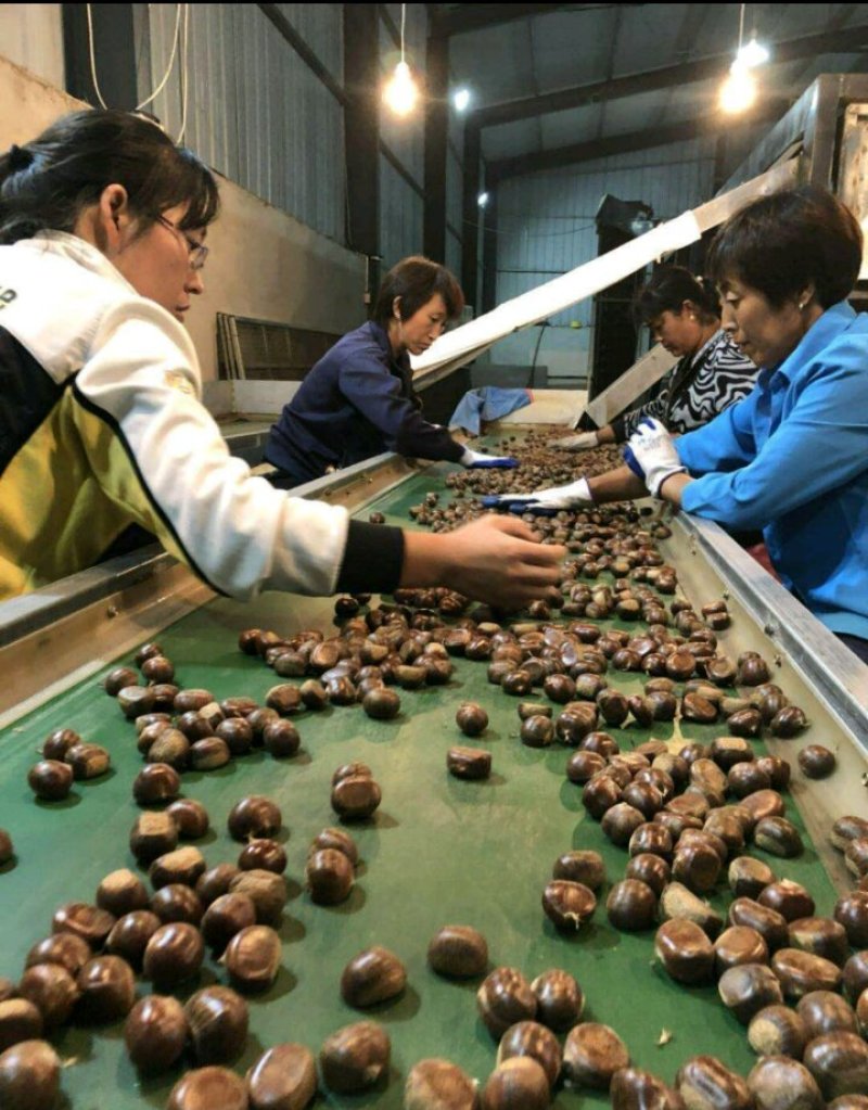 云南，山东，河南，油栗，开口炒栗，炒栗店专用一包起发货