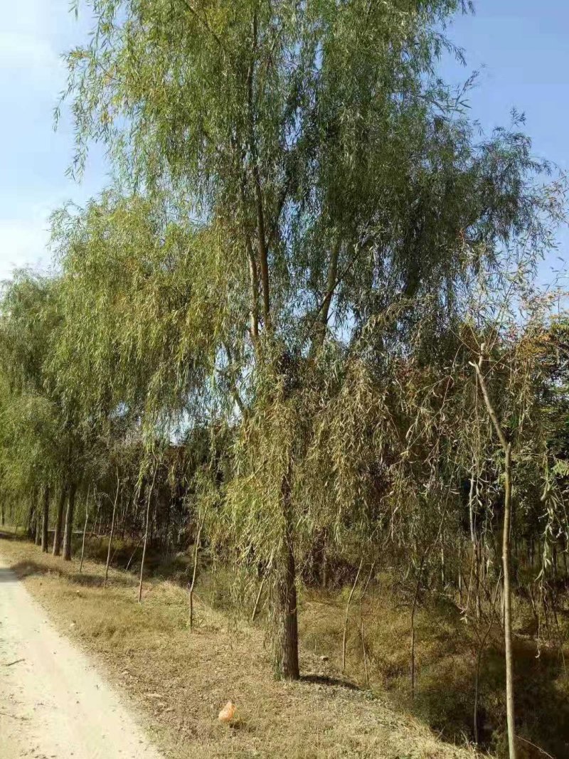 黄垂柳