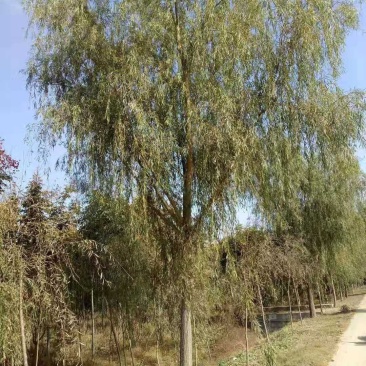 黄垂柳