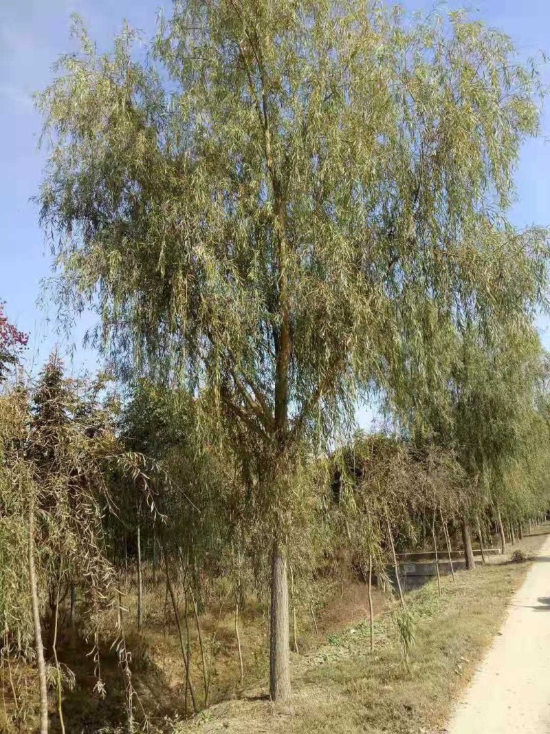 黄垂柳