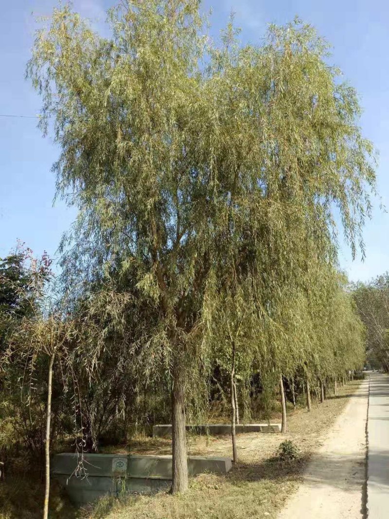 黄垂柳