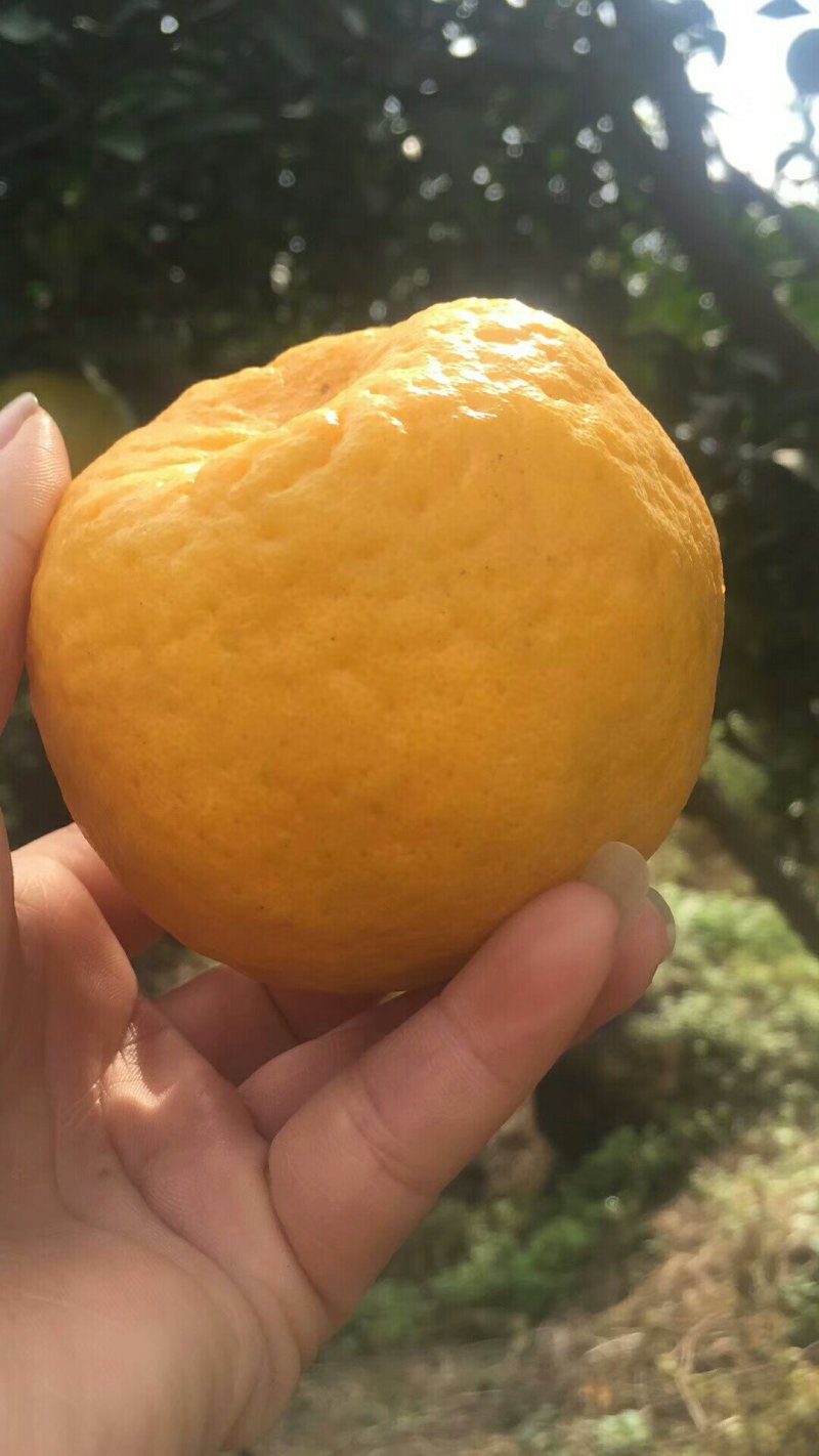 福建芦柑皮薄多汁现摘现发批发一件代发全国发货