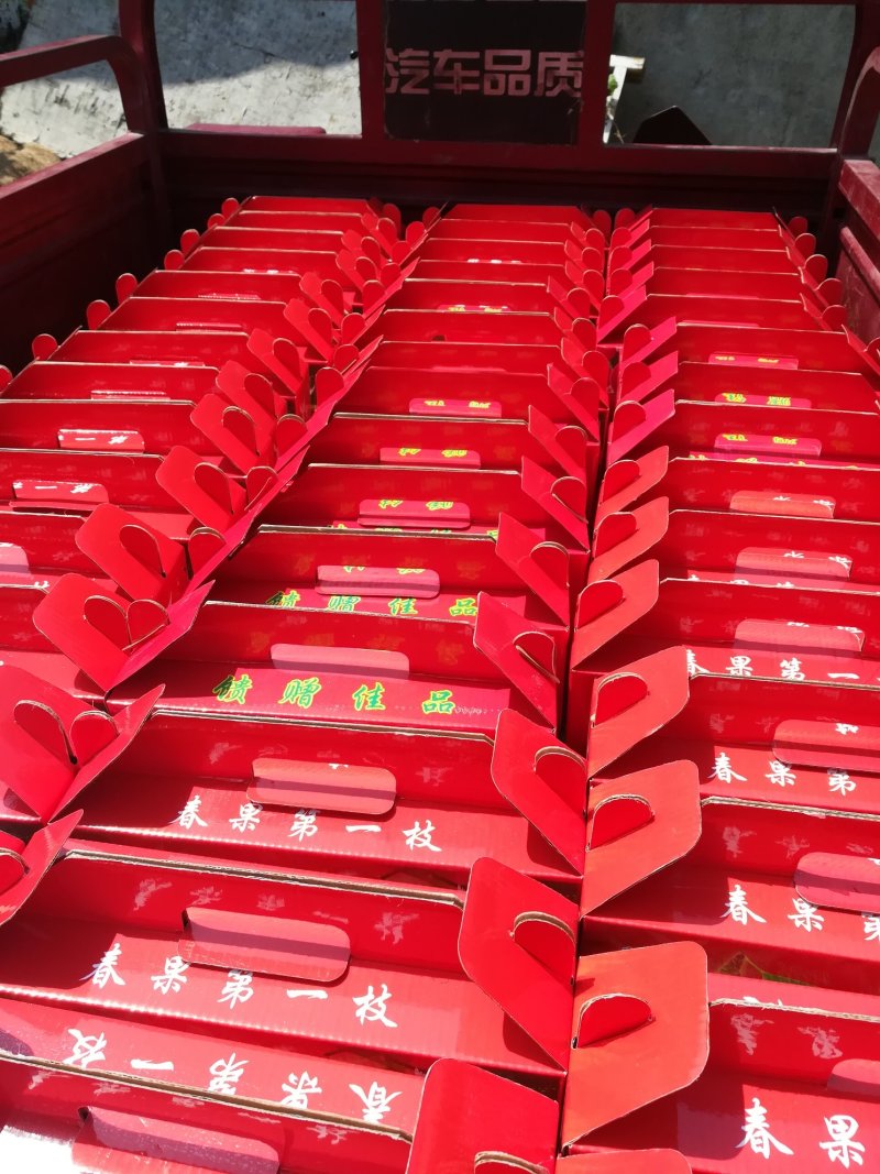 布鲁克斯樱桃（保证纯正品种）