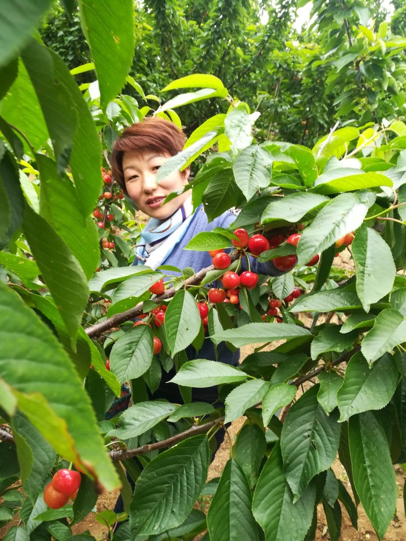 布鲁克斯樱桃（保证纯正品种）